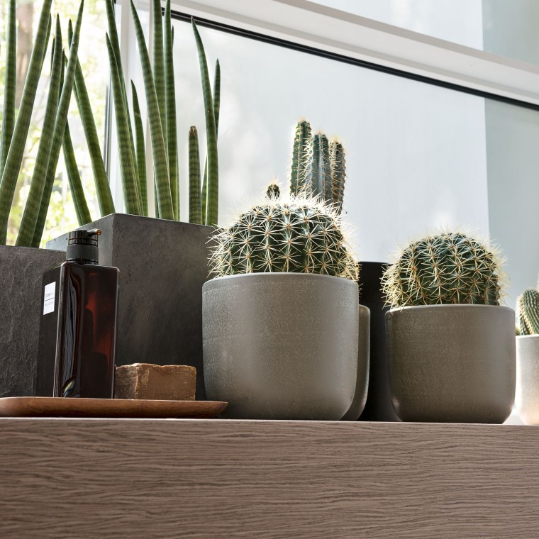 Växter på ett fönsterbräde Växter på ett fönsterbräde