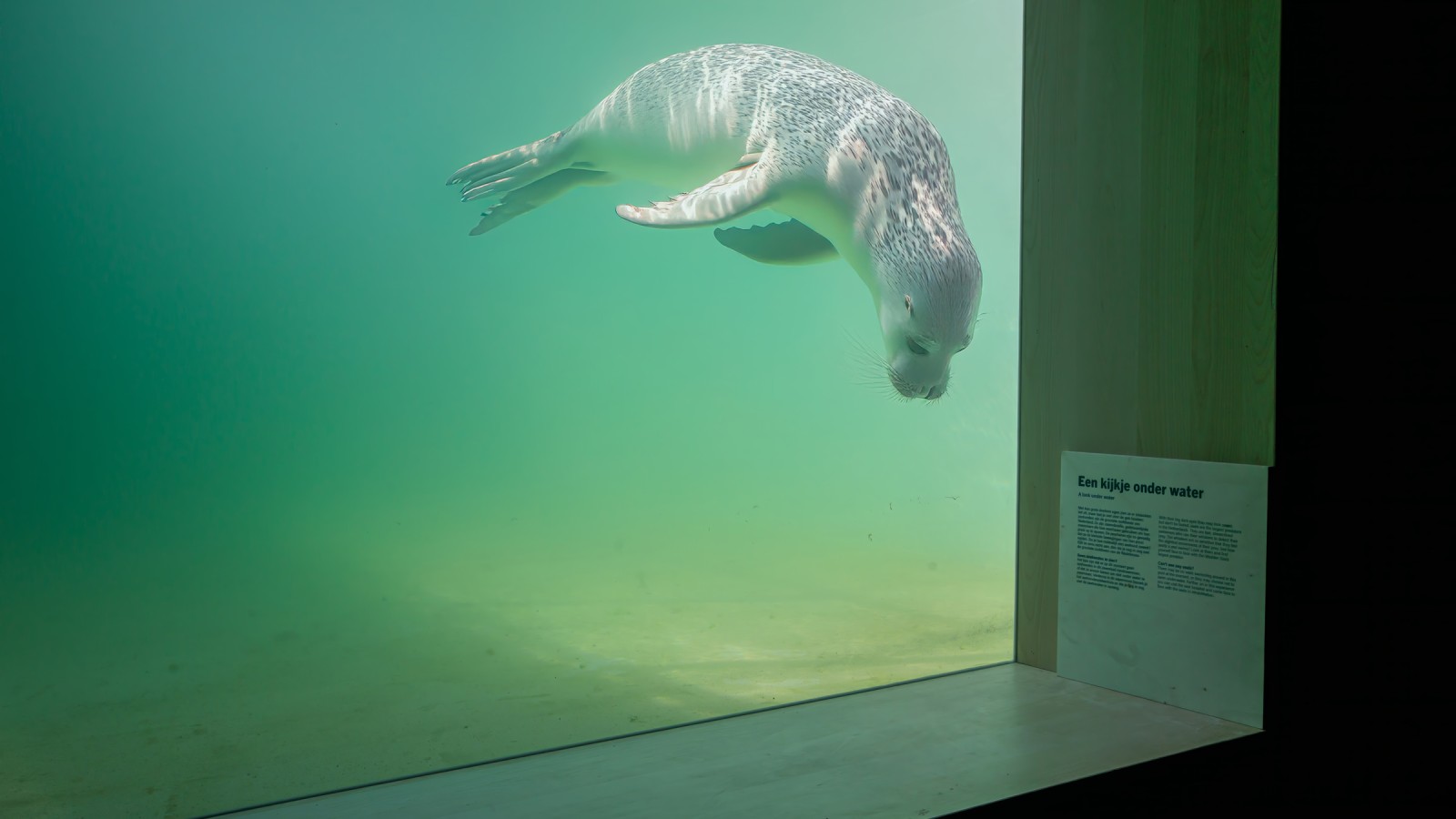 Skadade eller sjuka djur bör kunna simma tillbaka till naturen så snabbt som möjligt. (© Tjeerd Visser)