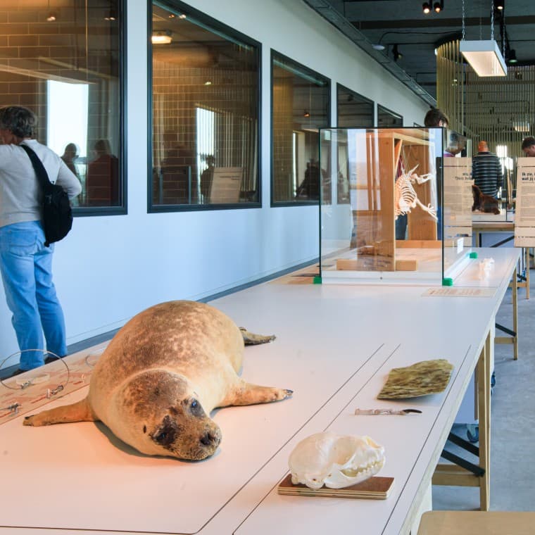 Visste du att sälen är det största rovdjuret i Nederländerna? (© Tjeerd Visser) Visste du att sälen är det största rovdjuret i Nederländerna? (© Tjeerd Visser)